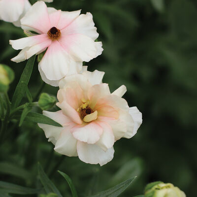 Butterfly&trade; Ariadne&reg; Ranunculus