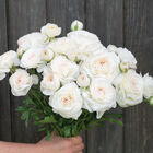 Romance&trade; Courchevel&reg; Ranunculus