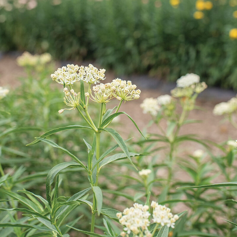 Milkmaid Asclepias (Butterfly Weed)