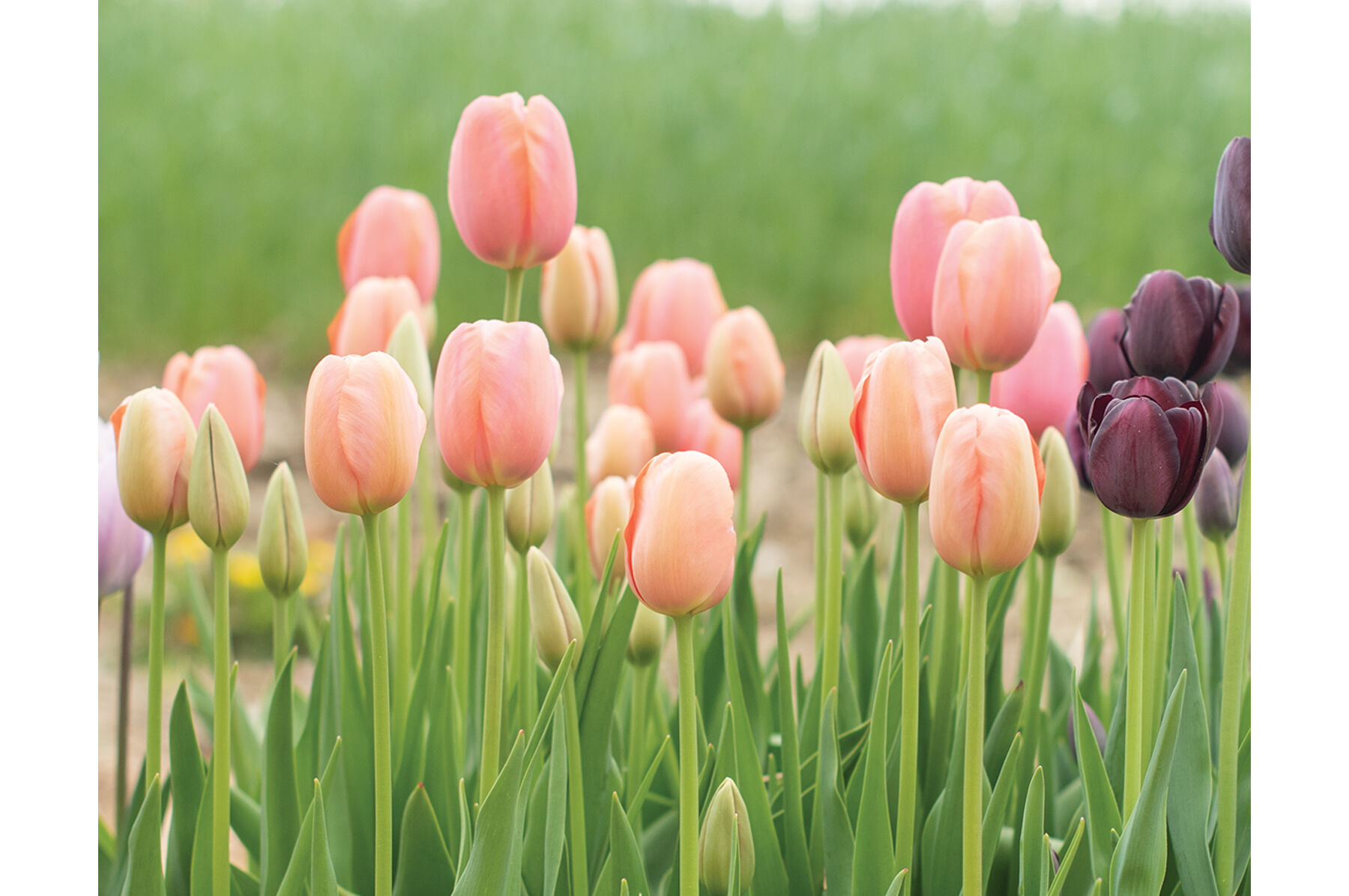 Menton Tulips