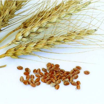 Spring Wheat (Glenn) Grains and Grasses