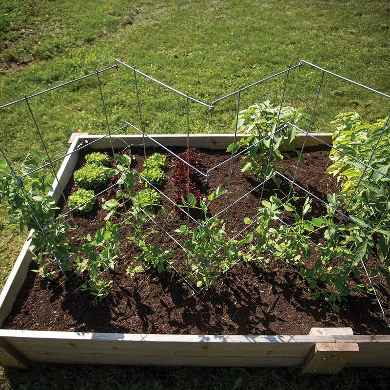 Pea and Bean Fence &ndash; 40" Cages & Fences