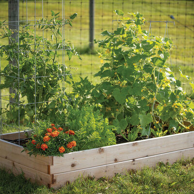 Cedar Raised Garden Bed &ndash; 3' x 6' Raised Beds & Planters