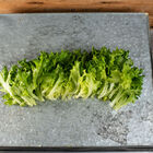Salanova&reg; Green Batavia Salanova&reg; Lettuce