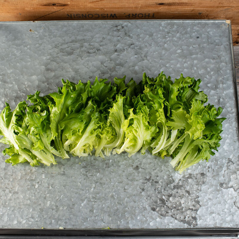 Salanova&reg; Green Batavia Salanova&reg; Lettuce