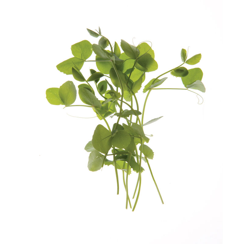 Pea, Dwarf Grey Sugar Shoots