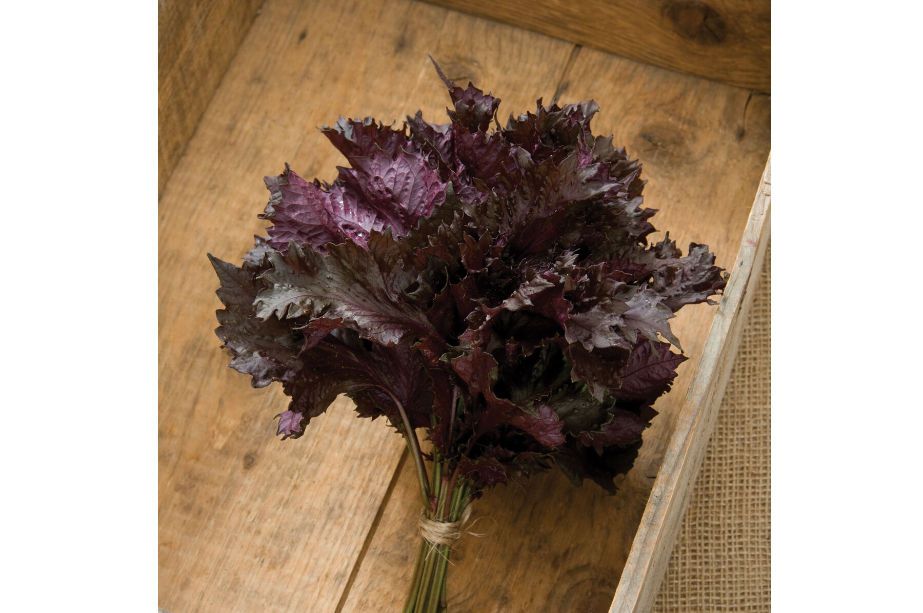 Red Shiso Shiso