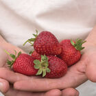 Albion &ndash; Fall-Planted Strawberry Bare-Root Plants