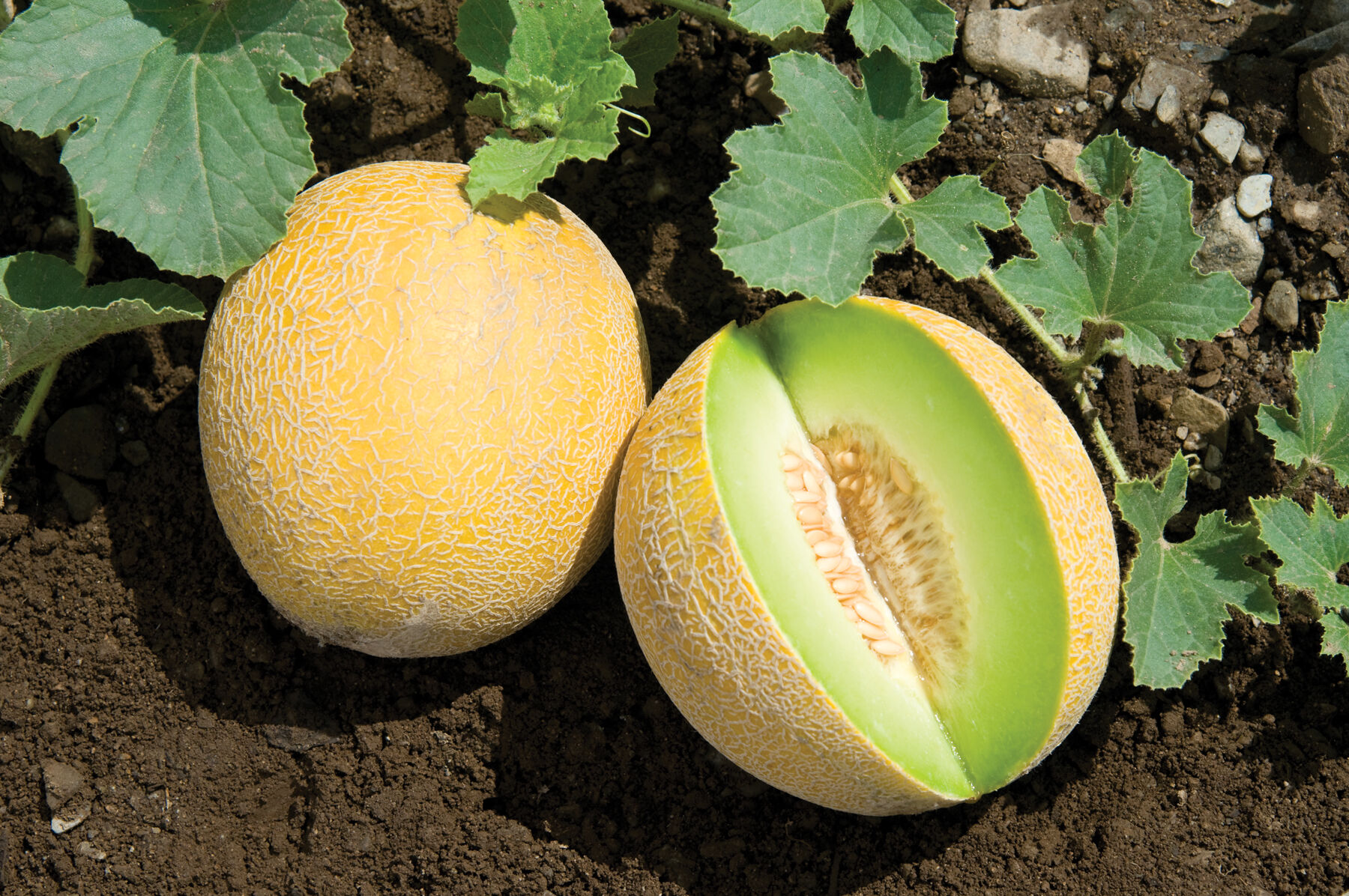 Diplomat Melons