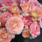 Romance&trade; Salerno&reg; Ranunculus