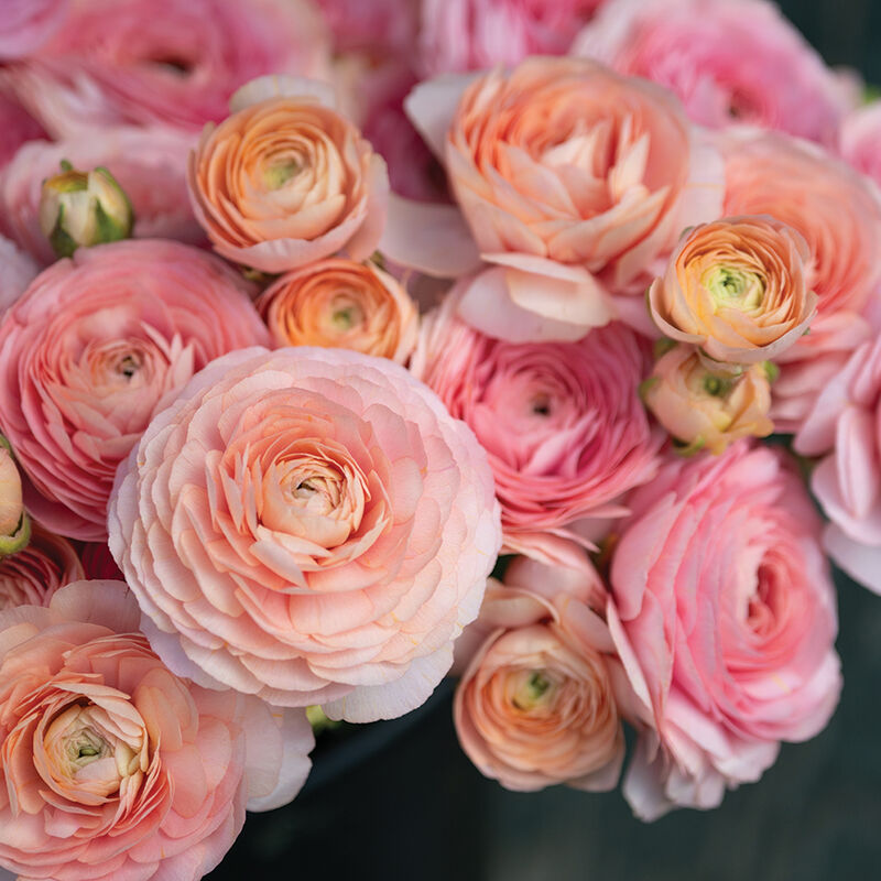 Romance&trade; Salerno&reg; Ranunculus