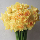 Bellabombe Narcissus (Daffodil)
