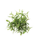 Cilantro, Moroccan Microgreen Vegetables