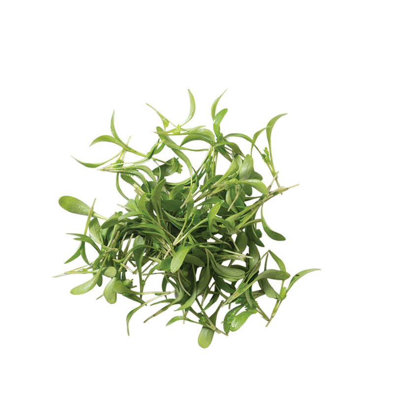 Cilantro, Moroccan Microgreen Vegetables