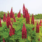 My Castle Lupine