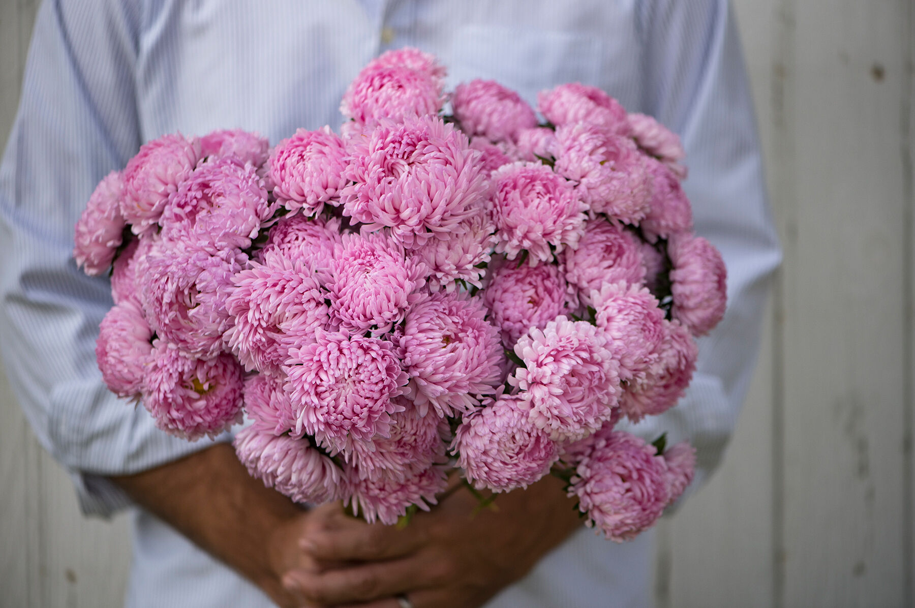 Tower Salmon Aster