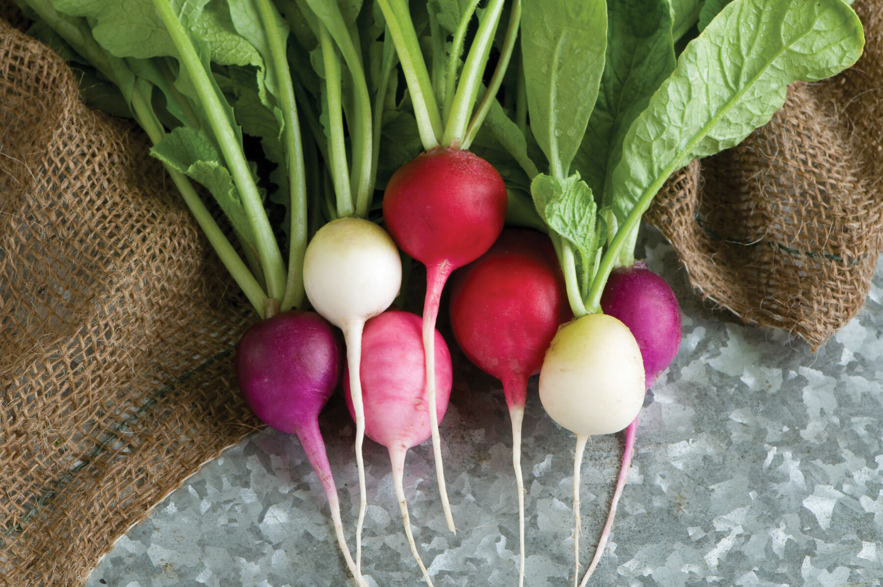 Easter Egg II Radishes