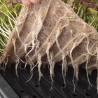 Terrafibre Hemp Grow Mats, 10" x 20" &ndash; 140 Count Microgreens Supplies