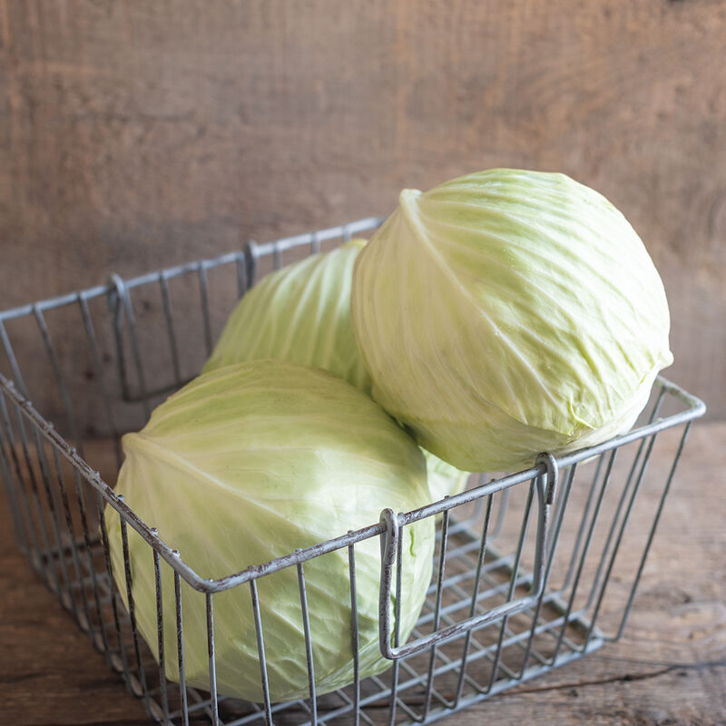 Typhoon Storage Cabbage