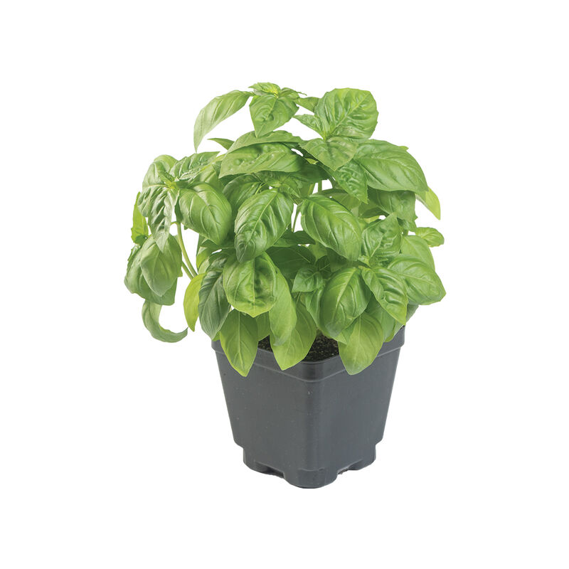 Prospera&reg; Italian Large Leaf DMR (ILL2) Italian Large Leaf Basil