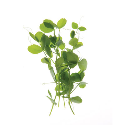 Pea, Field Shoots