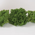 Salanova&reg; Green Sweet Crisp Salanova&reg; Lettuce