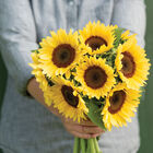 ProCut&reg; Peach Tall Sunflowers