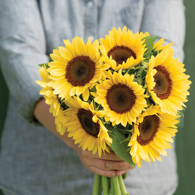 ProCut&reg; Peach Tall Sunflowers