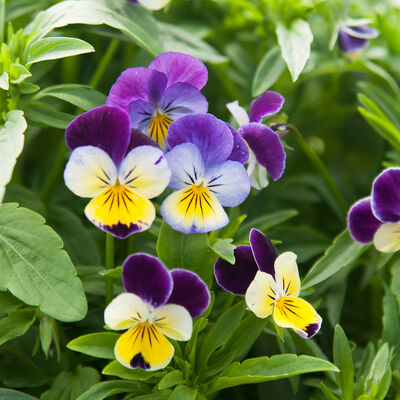 Helen Mount Viola (Pansy)