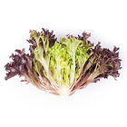 Salanova&reg; Hydroponic Red Sweet Crisp Salanova&reg; Lettuce