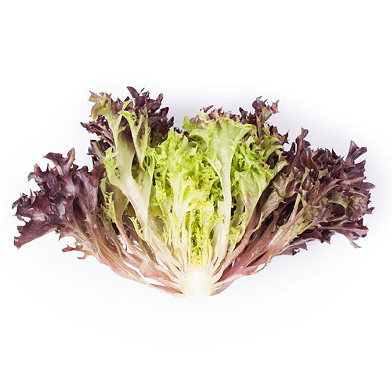 Salanova&reg; Hydroponic Red Sweet Crisp Salanova&reg; Lettuce