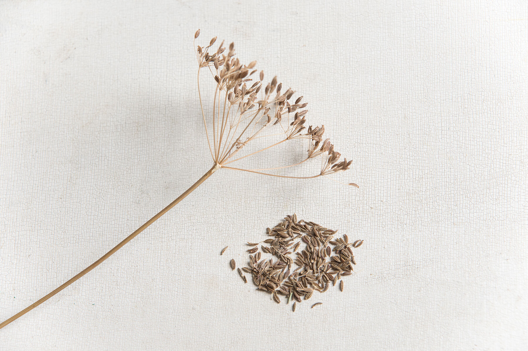 Arterner Caraway