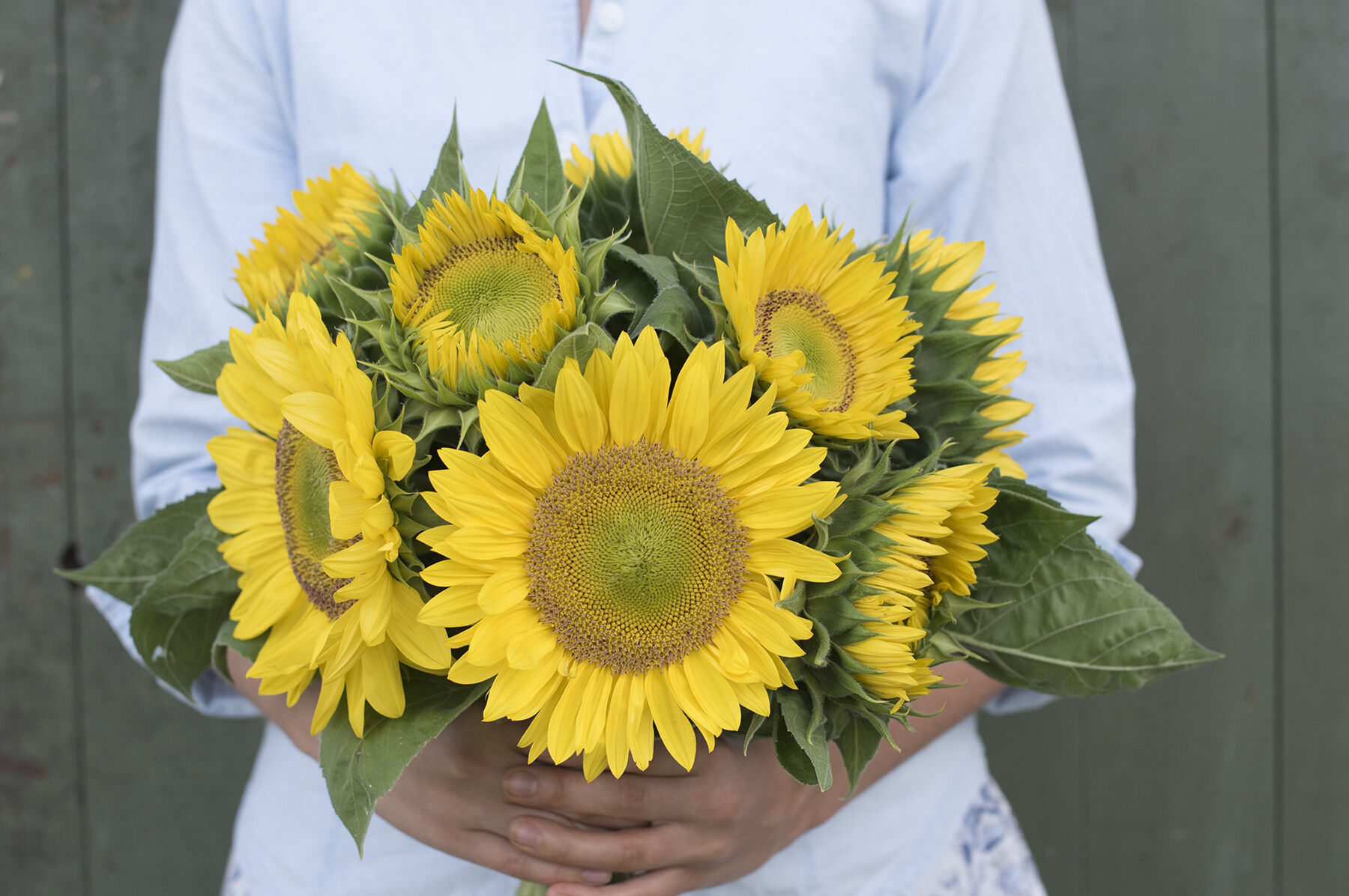 Sunrich Lime Tall Sunflowers