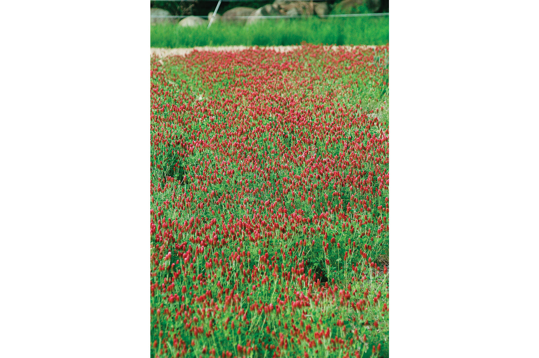 Crimson Clover Clovers
