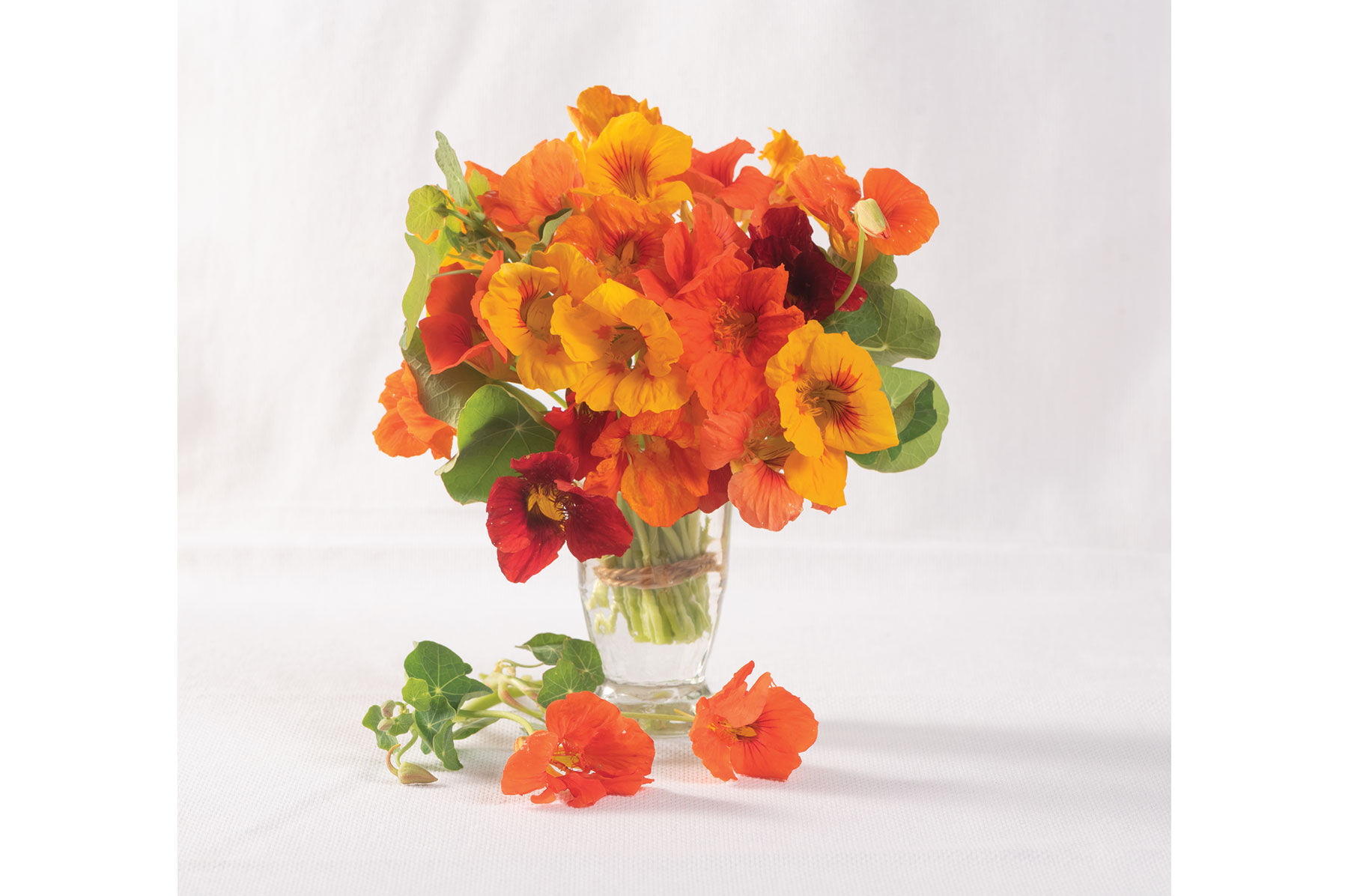 Kaleidoscope Mix Nasturtium