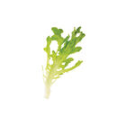 Salanova&reg; Green Upright Oak Salanova&reg; Lettuce