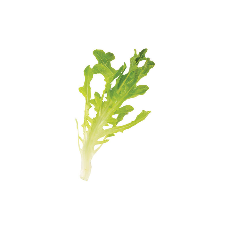 Salanova&reg; Green Upright Oak Salanova&reg; Lettuce