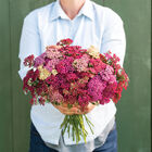 Flowerburst&trade; Red Shades Yarrow