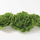 Salanova&reg; Green Butter Salanova&reg; Lettuce