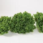 Salanova&reg; Green Oakleaf Salanova&reg; Lettuce
