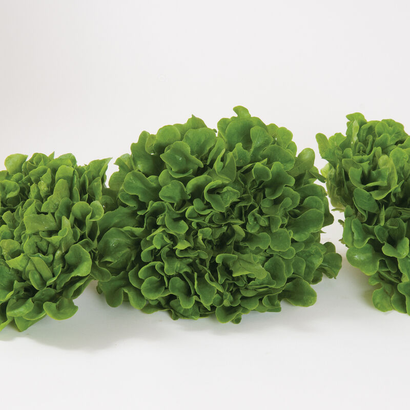 Salanova&reg; Green Oakleaf Salanova&reg; Lettuce