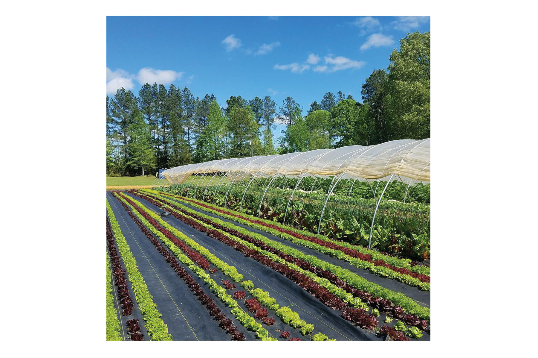 Sunbelt Black Ground Cover &ndash; 6' x 300' Fabric Mulch