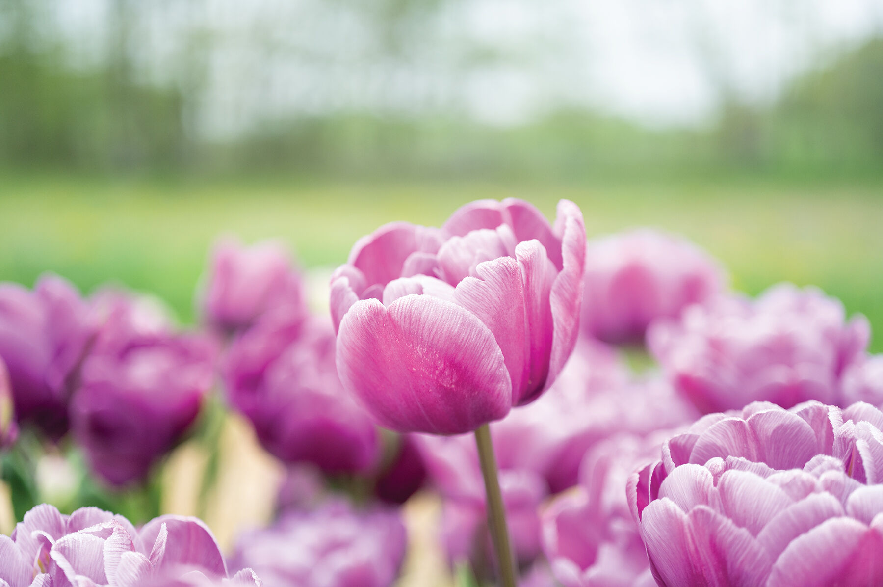 Blue Diamond Tulips