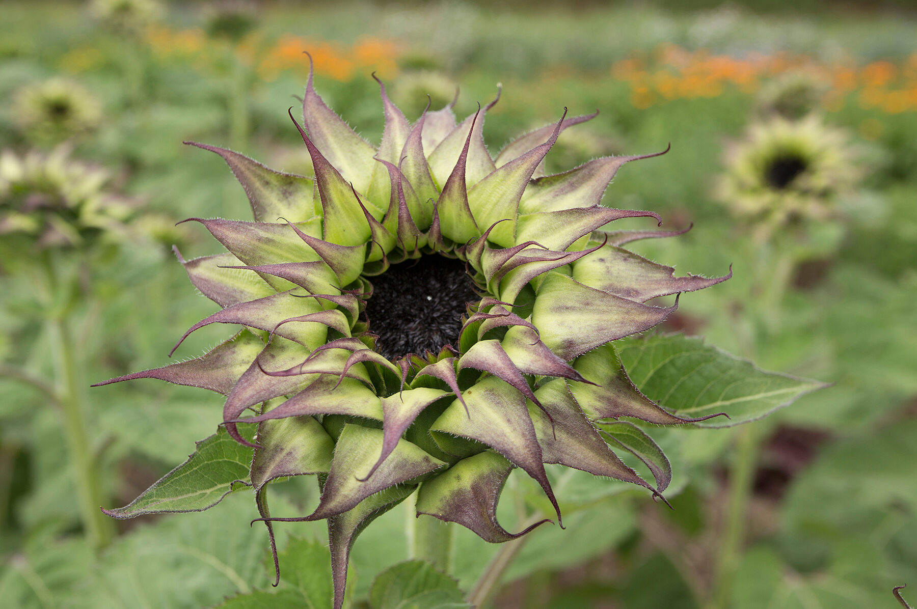 SunFill&trade; Purple Tall Sunflowers