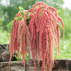 Coral Fountain Amaranthus