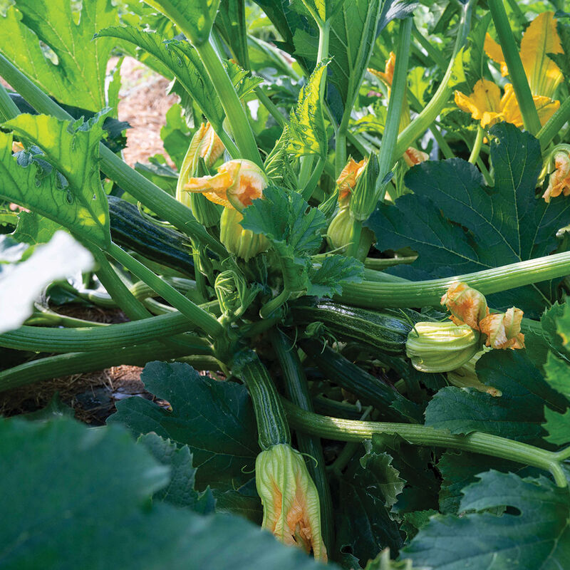Sophy Summer Squash