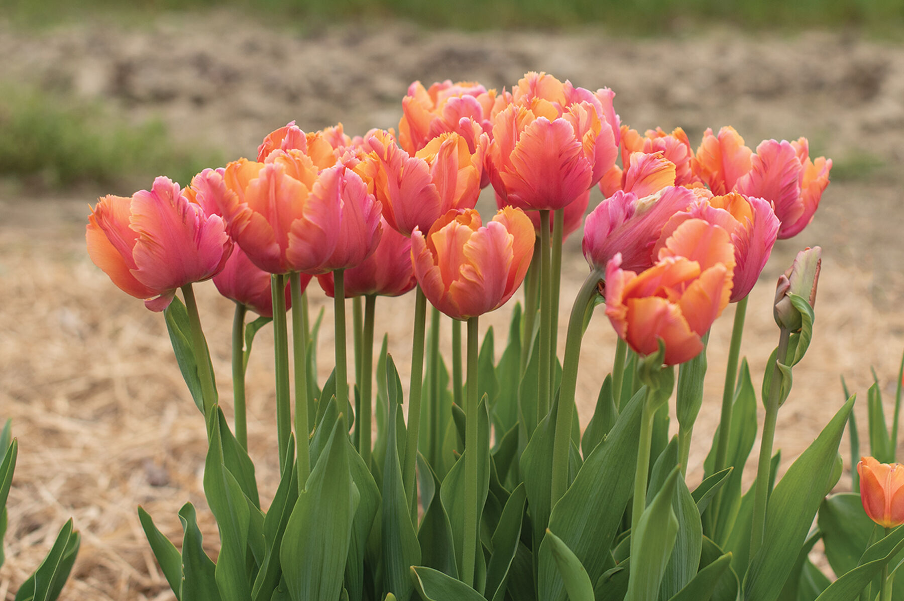 Amazing Parrot Tulips