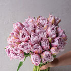 Katinka Tulips