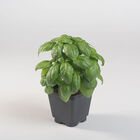 Prospera&reg; Compact DMR (PL4) Genovese Basil