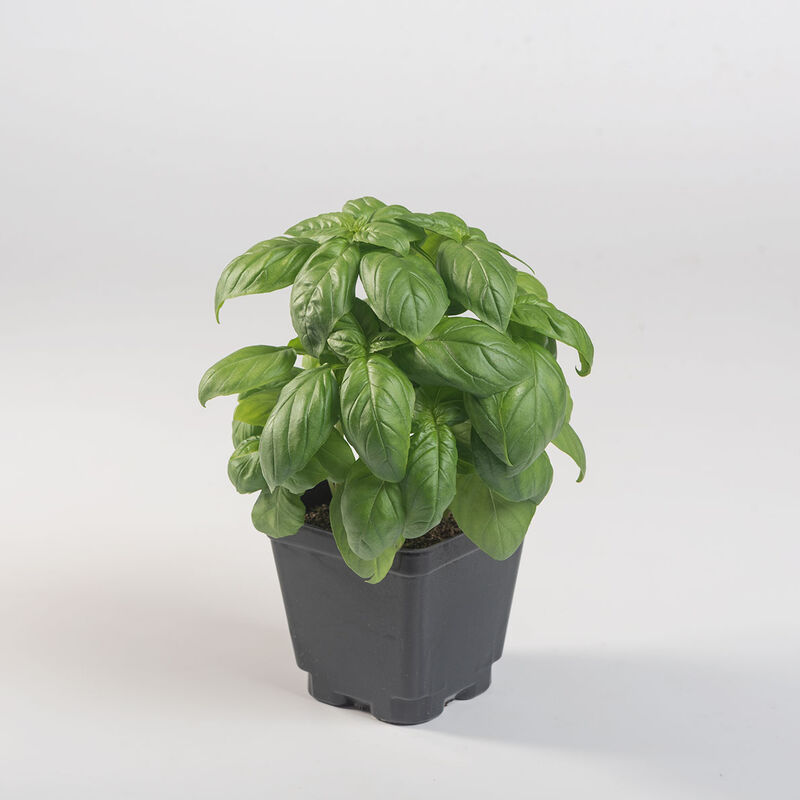 Prospera&reg; Compact DMR (PL4) Genovese Basil